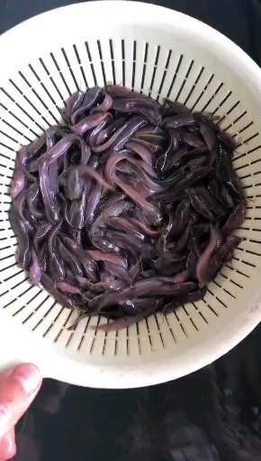 清远 本地塘鲺鱼苗 规格齐全欢迎大量订购