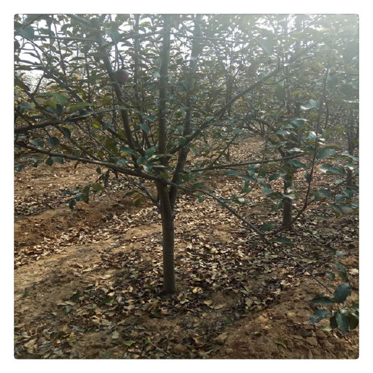 栖霞市 苹果树苗2到3公分