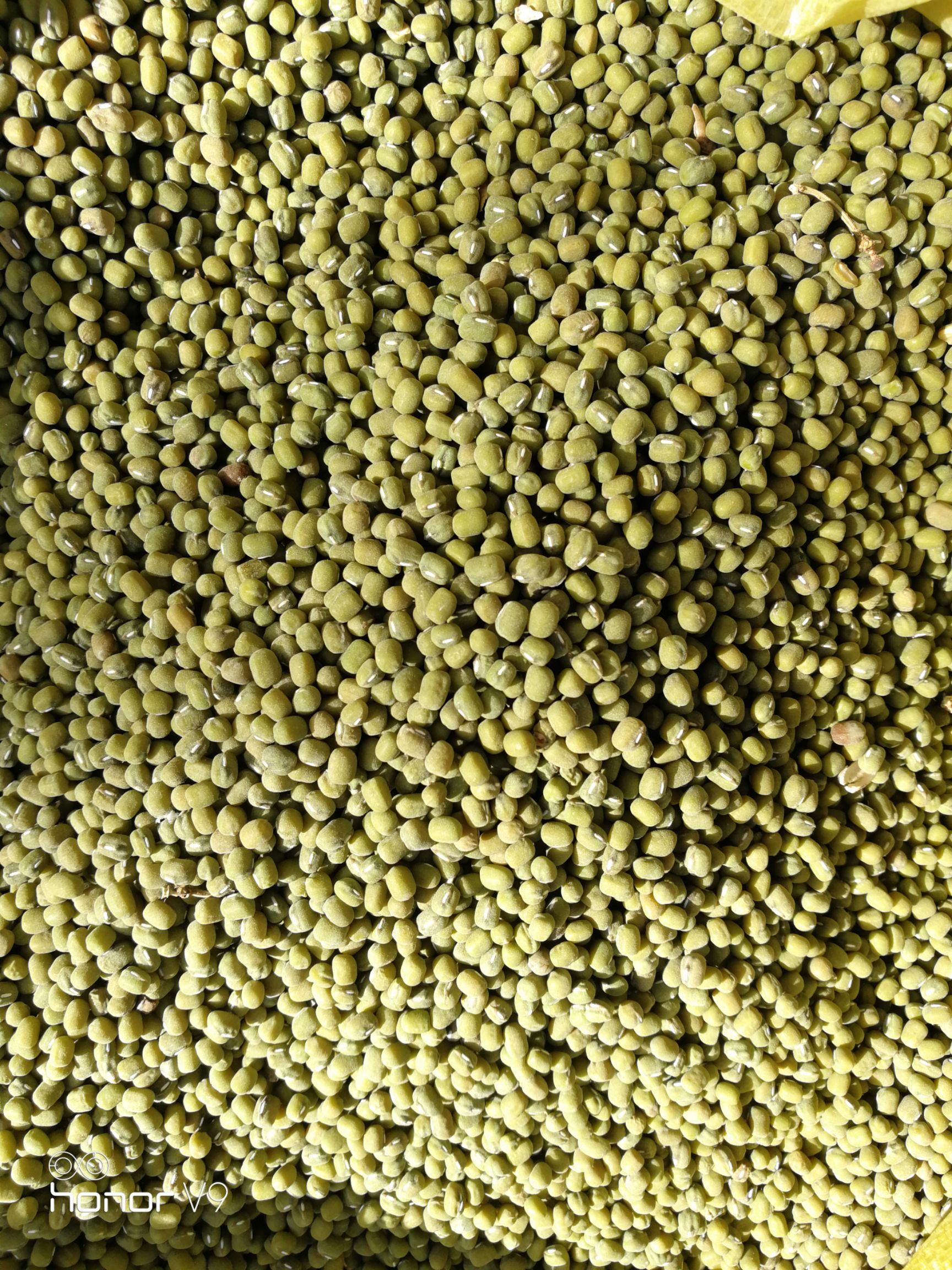德州绿豆种子 白角绿豆，亩产可达千斤！