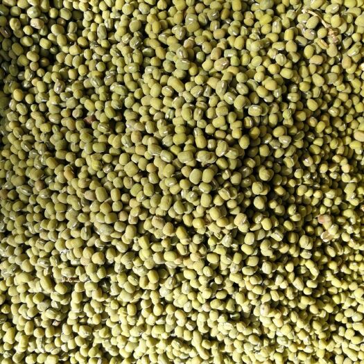 德州绿豆种子 白角绿豆，亩产可达千斤！