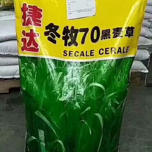 郓城县冬牧草种子 冬牧70黑麦草种子黑麦种子