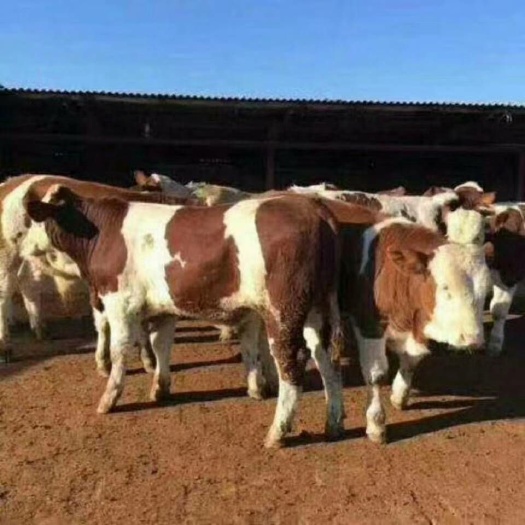 桦南县欢迎前来选大小夏洛来西门塔尔肉牛好饲养