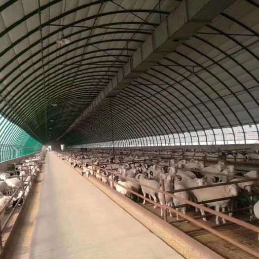 天津养殖大棚 温室大棚骨架蔬菜大棚种植大棚养鸡棚养鸭养猪大棚骨架椭圆管大棚