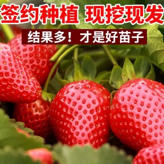 平邑县四季草莓苗  优质草莓苗，品种齐全，现挖现卖，当年结果