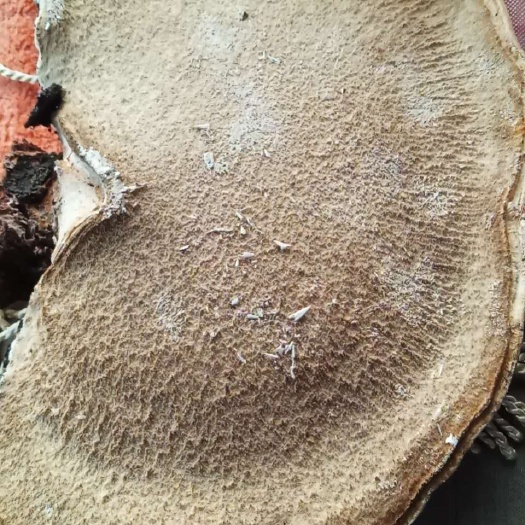延安白灵芝，来自原始森林白桦树柏灵芝