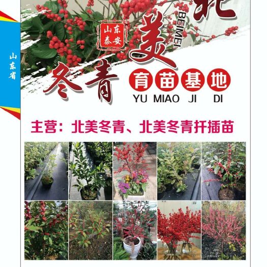 泰安北美冬青苗 北美冬青养植育苗基地