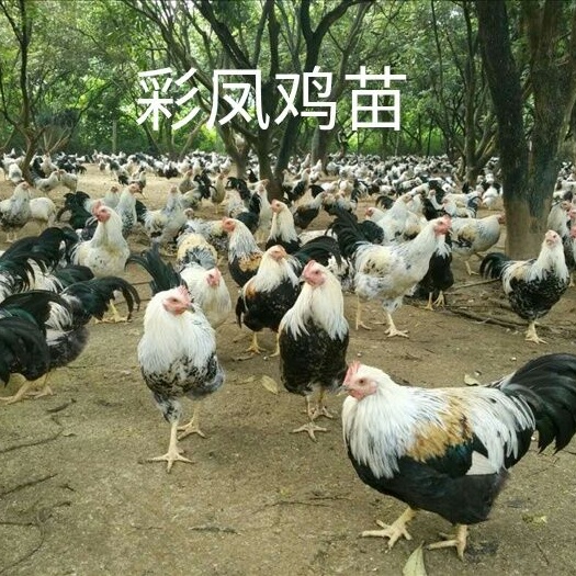 南宁 彩凤鸡苗，出壳已打疫苗，技术指导，帮助养殖户养殖成功