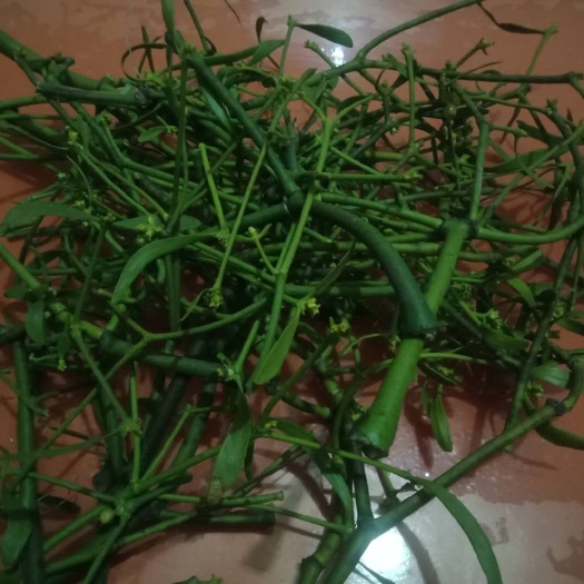 延安 冬青，寄生，来自原始森林中的冬青