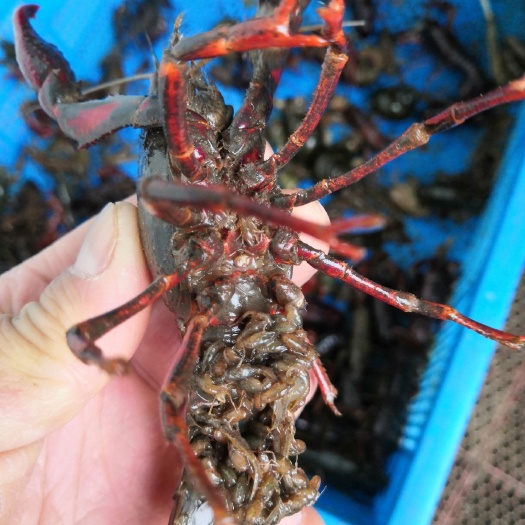 沭阳县小龙虾苗 淡水小龙虾养殖基地