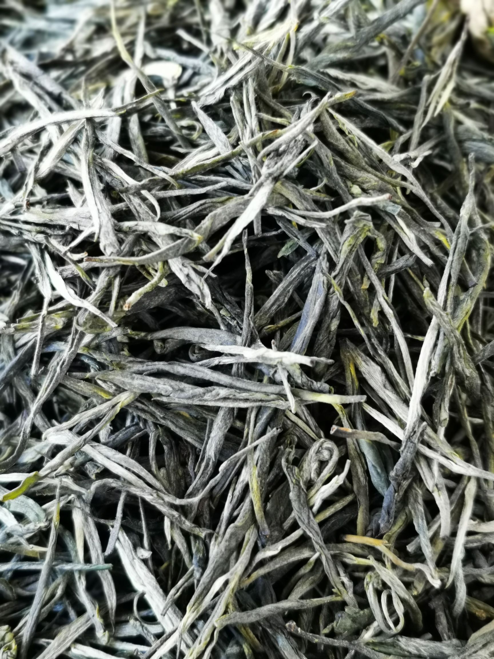 松针茶  普洱绿茶 香针绿茶 一芽一叶