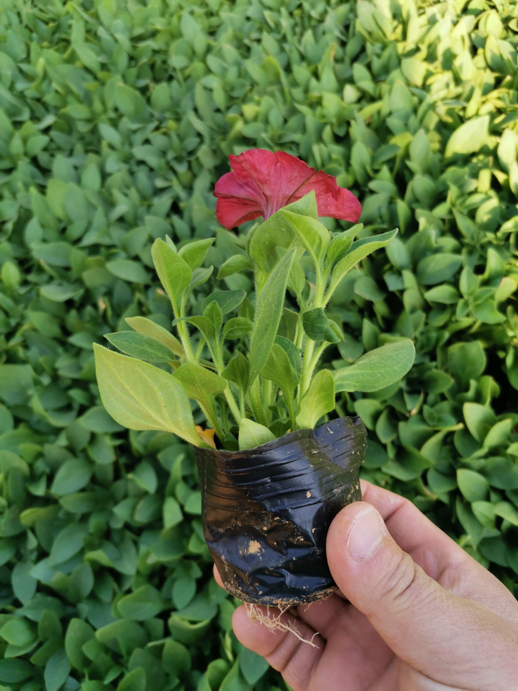 矮牵牛 牵牛花 观花植物 量大优惠