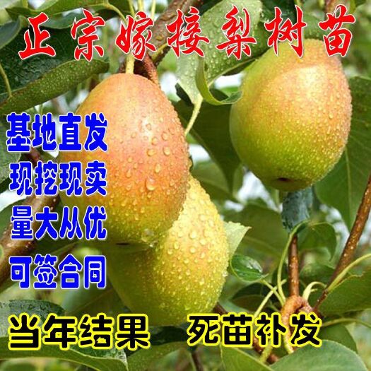  各种优质嫁接梨树苗 口感好 产量高 基地直销现挖现发 包活