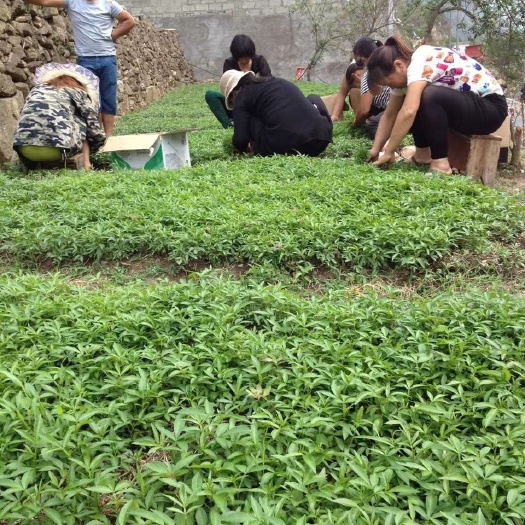 金阳县大红袍花椒苗 金阳县顺华种植农民专业合作社现已大量出售各种花树苗，青红椒苗