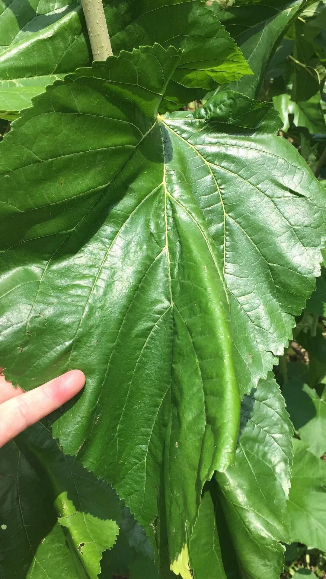 大葉桑苗 優(yōu)質(zhì)雜交桑，嫁接桑，果桑苗。基地直供