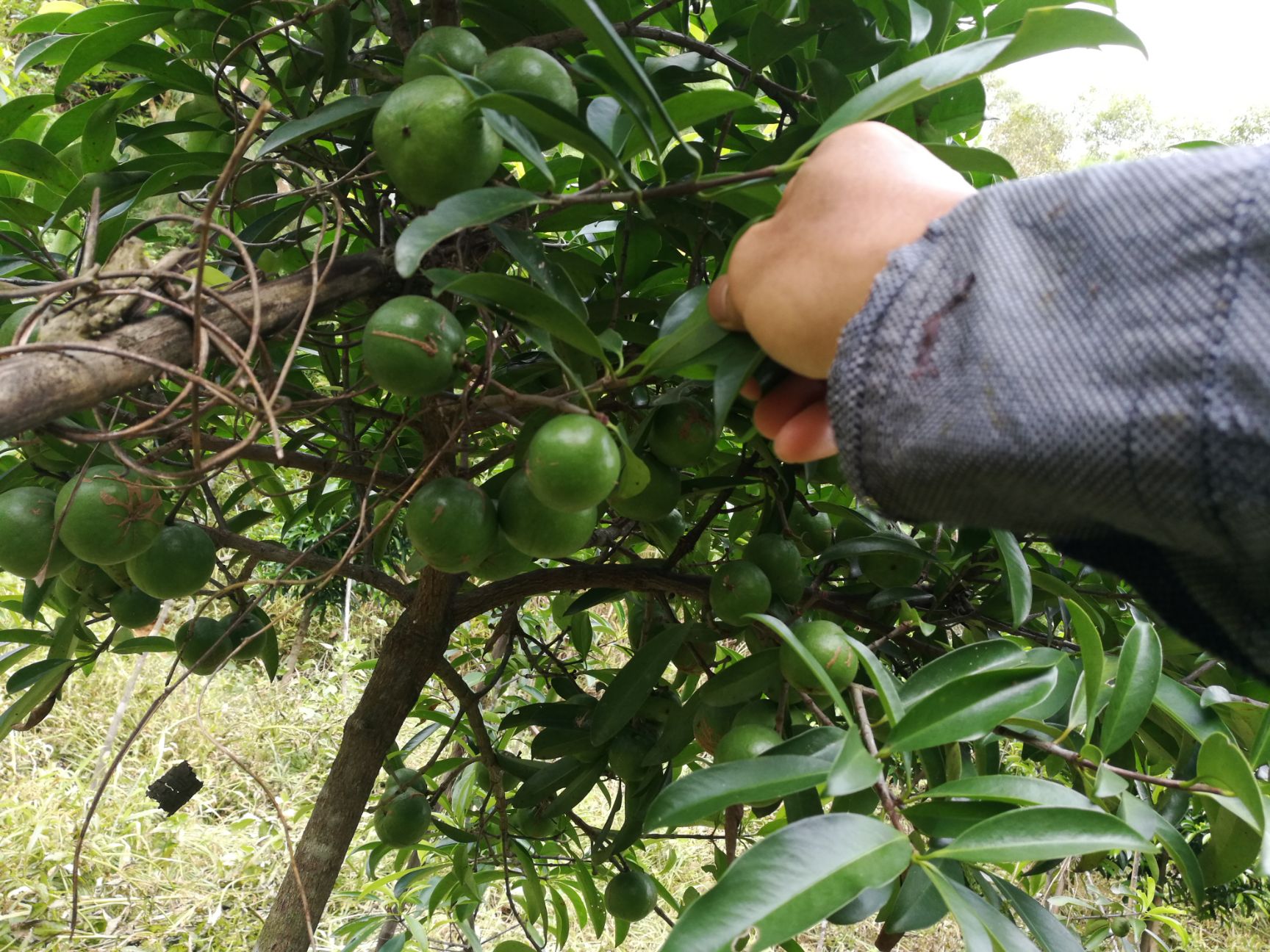 其它苗木 岭南山竹嫁接苗