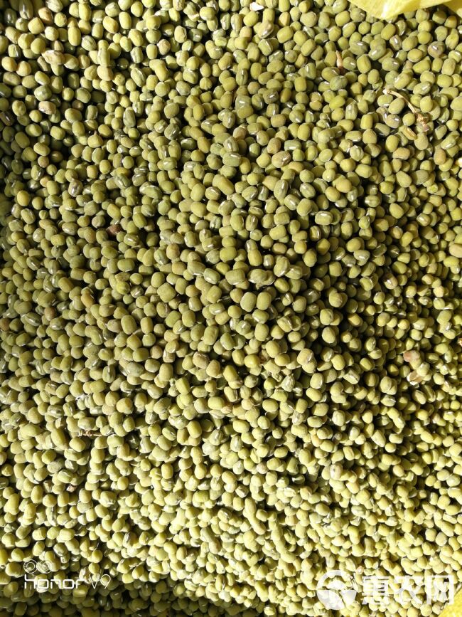 绿豆种子 白角绿豆，亩产可达千斤！