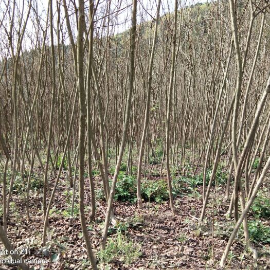 三台县紫薇树  四川绵阳 三台县  红花紫薇  基地现货直发，量大从优