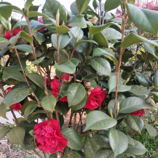 益阳 茶花，抗寒耐冻 四季茂盛 茶花艳丽