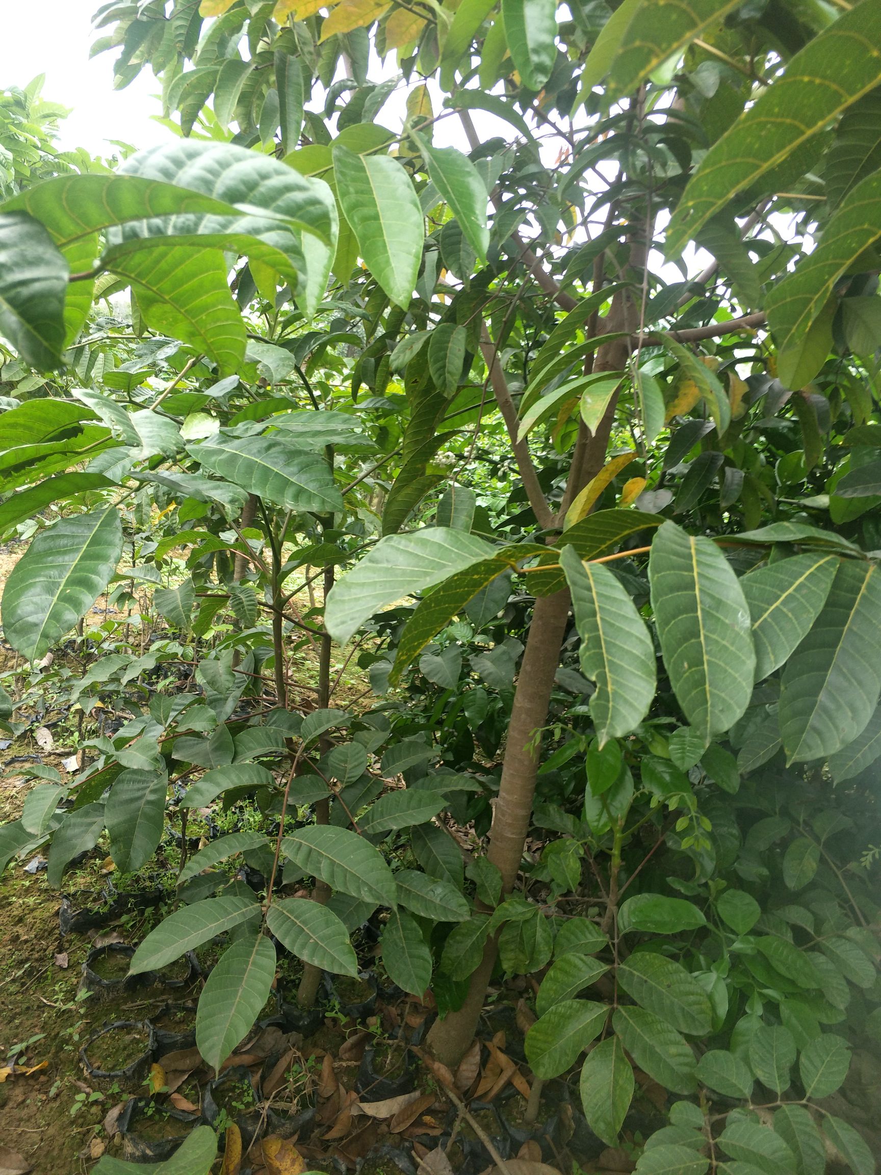  橄榄苗