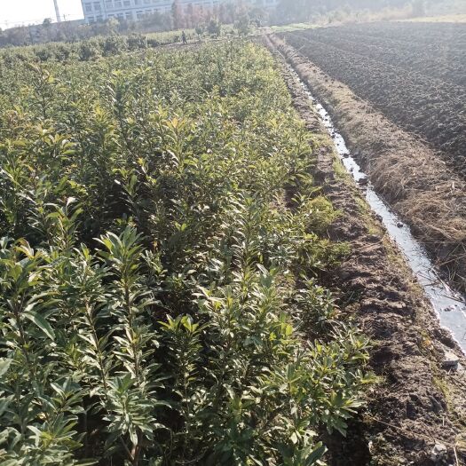 余姚市荸荠杨梅种苗 3公分杨梅苗荸荠种现货供应，自家苗园低价，欢迎询价