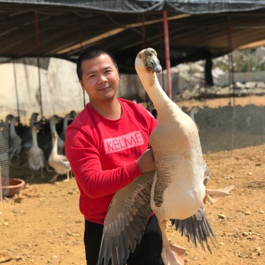 厦门 正宗广东狮头鹅，鹅苗
