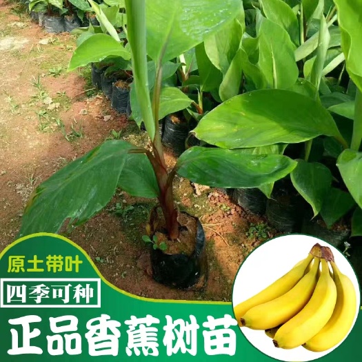 灵山县 香蕉树苗皇帝蕉红蕉矮化蕉芭蕉西贡蕉粉蕉庭院果树苗盆栽香蕉苗