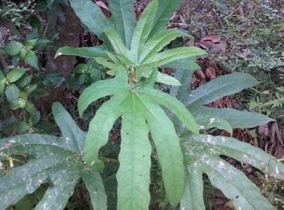 和平县五指毛桃 种植基地直供