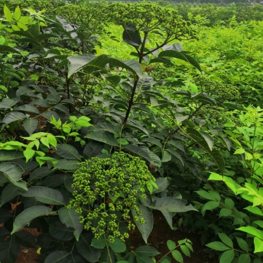 吴茱萸苗  江西中花吴茱萸 茶辣 臭辣子100棵包邮基地小苗