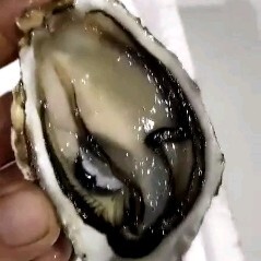 漳浦县 福建生蚝产地供应