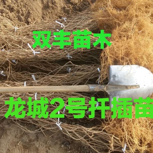 白山软枣猕猴桃苗  软枣子苗。龙城2号。吉林基地直发。价格低。品种保纯度。
