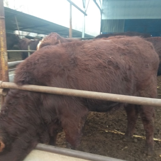 都安县肉牛基地现售夏洛来西门塔尔牛好饲养