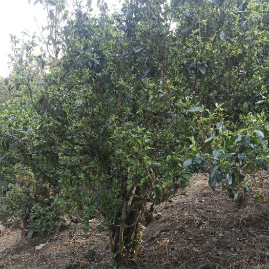 勐海县 滑竹梁子蚌冈老寨古树茶