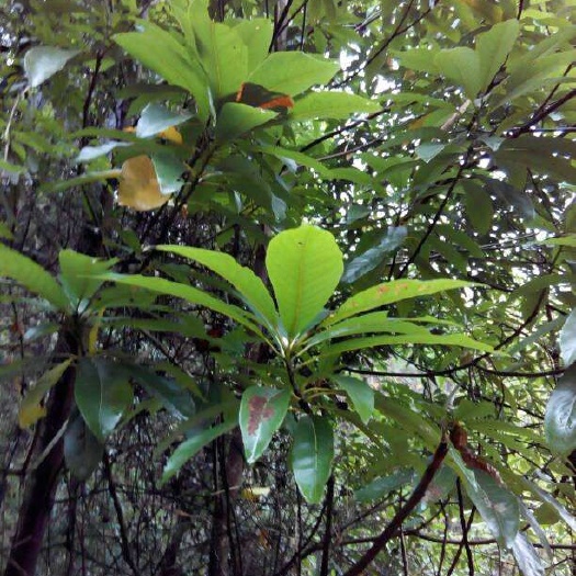 全州县小叶桢楠