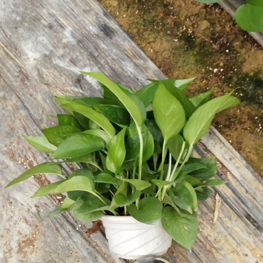 沂水县 绿萝绿植基地直供