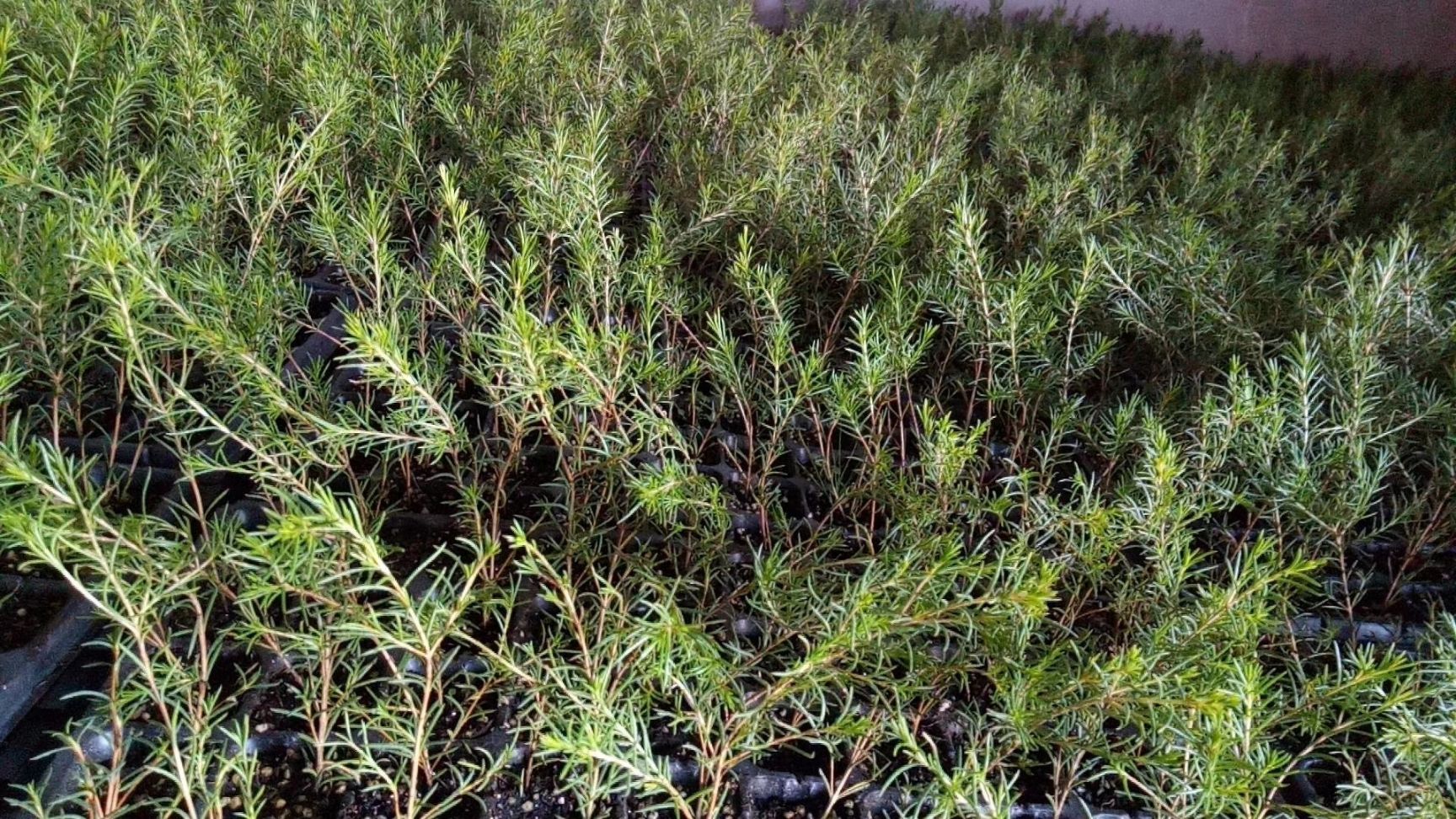 蜡梅种子 腊梅种苗 观赏性强 配花配草