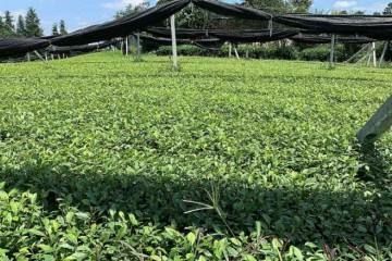 沅陵县 储叶齐茶树苗