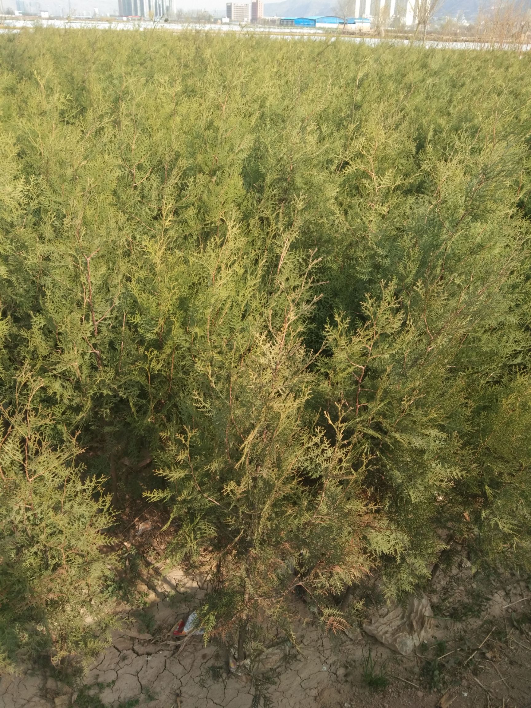 圆枝侧柏 各种规格都有，货源充足，常年供应。