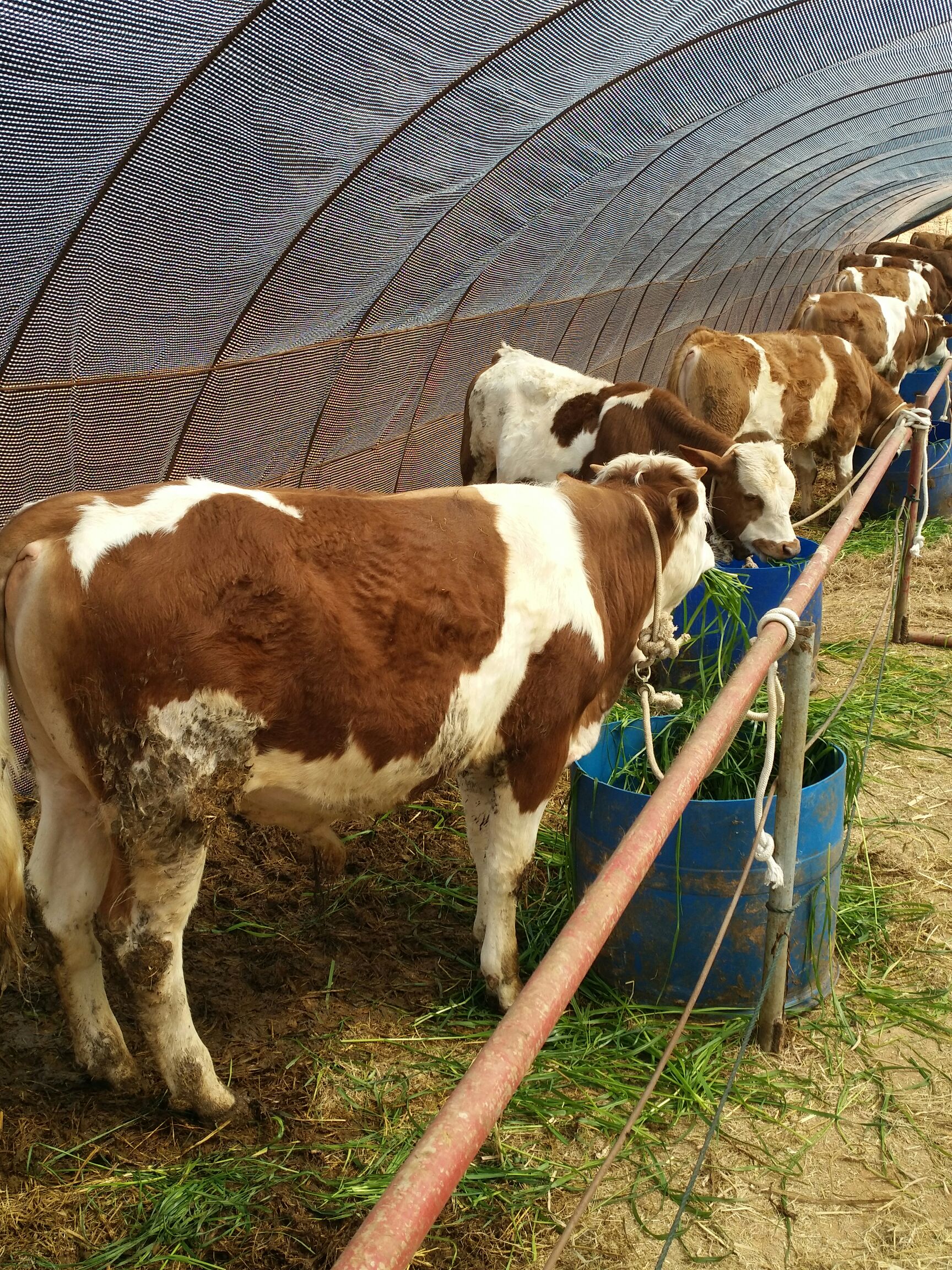  西门塔尔优质牛犊