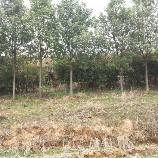 孝昌县 香樟