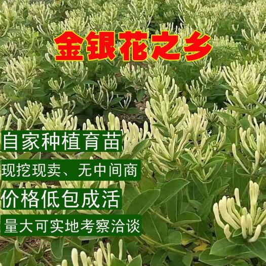 平邑县 四季金银花苗 当年开花 基地直销 包品种包成活 现挖现发