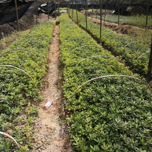 春鹃  杜鹃苗湖北咸宁，自产，24小时发货