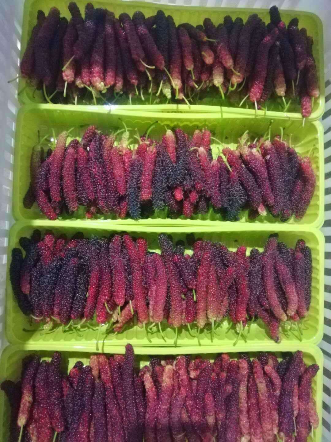 长果桑苗  当年嫁接苗
