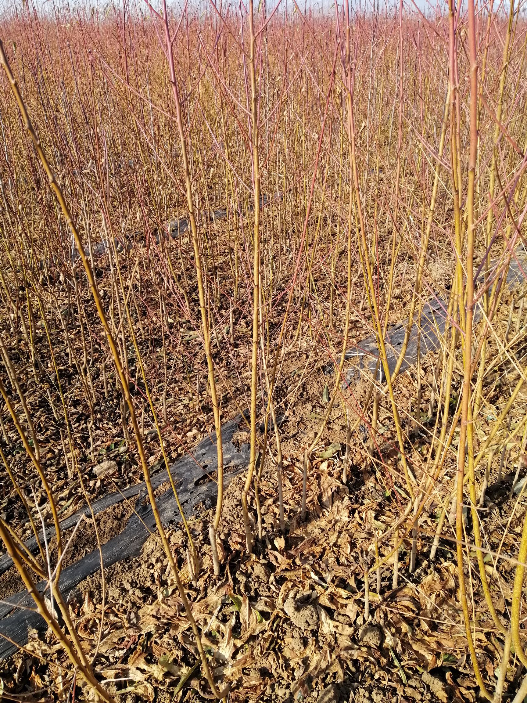 齊魯巨紅桃樹(shù)苗 1~1.5米