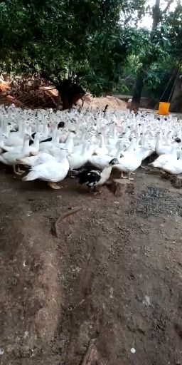 番鸭 4-5斤 母 全散养