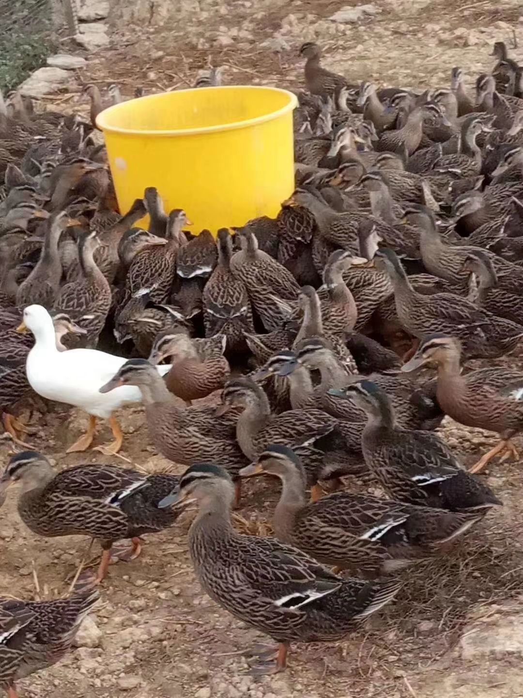 全国配送大型养殖场长期供应水鸭，老鸭，水鸭母，水鸭公，青头