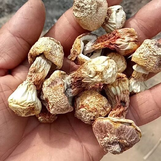 曲周县姬松茸干货，原色产地直发，一手货源，量大价优