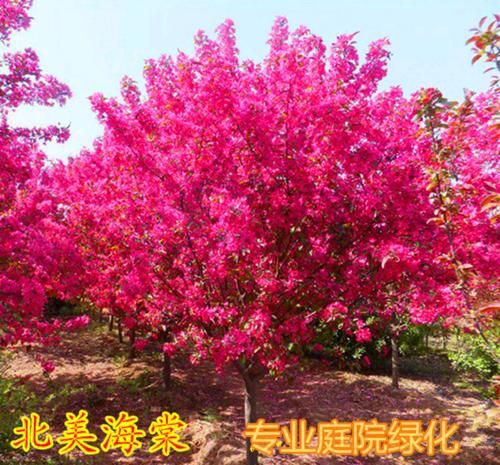 平邑县 海棠树苗   基地直销  现挖现发