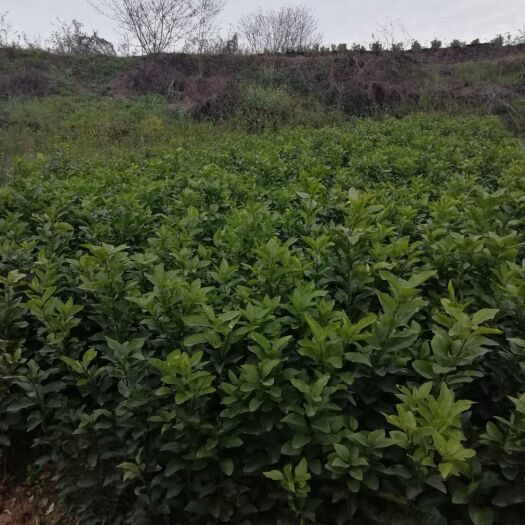 简阳市塔罗科血橙苗 卡拉卡血橙，塔罗科血橙，今年种植，今年挂果，购买苗子的赶快