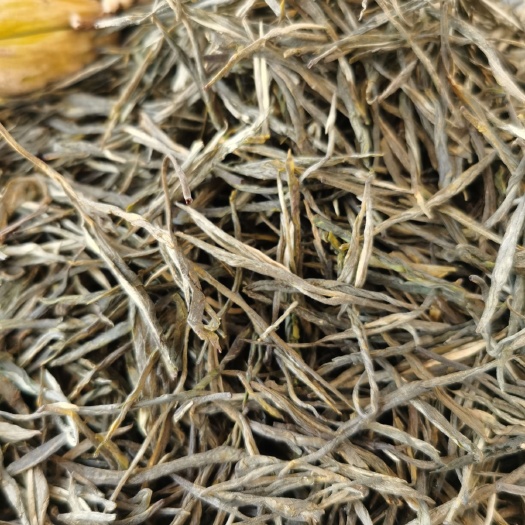 松针茶  普洱绿茶 香针绿茶 一芽一叶