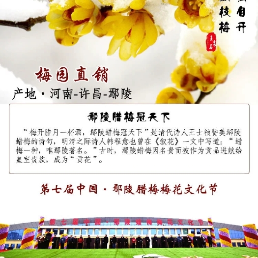  鄢陵臘梅冠天下，廣交各地朋友